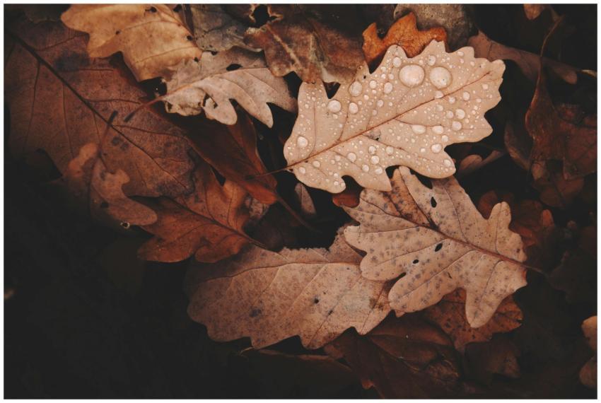 Close-up of autumn oak leaves covered in raindrops