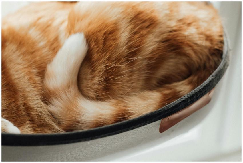 A cozy close-up of a ginger tabby cat's tail curle