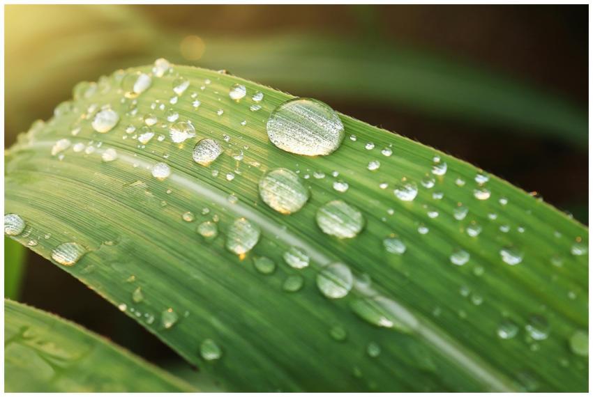 Macro shot of dew droplets on a green leaf, showca