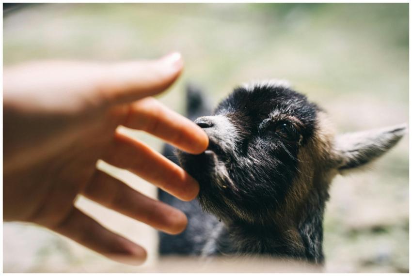 Close-up of a hand interacting with a young goat o