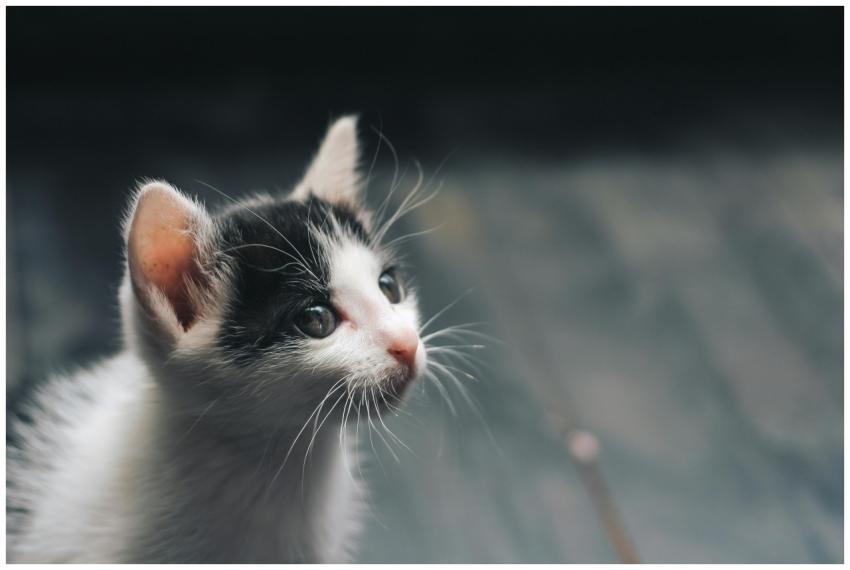 Adorable black and white kitten looking up with cu