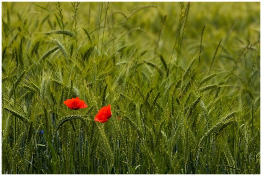 Beautiful wheat field with red poppies, symbolizin
