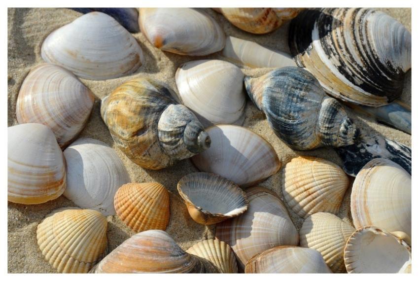 Shellfish Mollusc Cockles Casing
