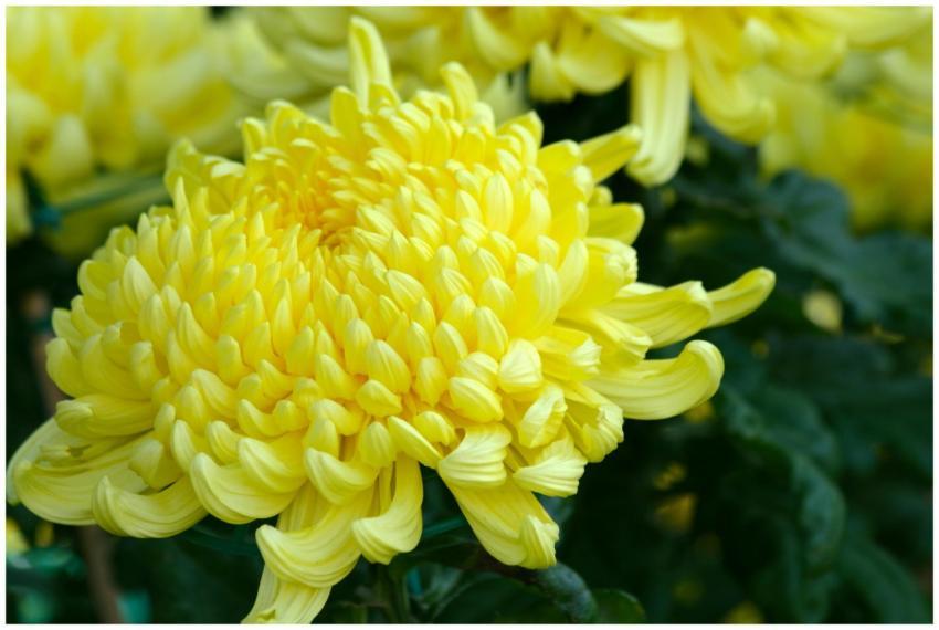 Close-up of a vibrant yellow chrysanthemum flower