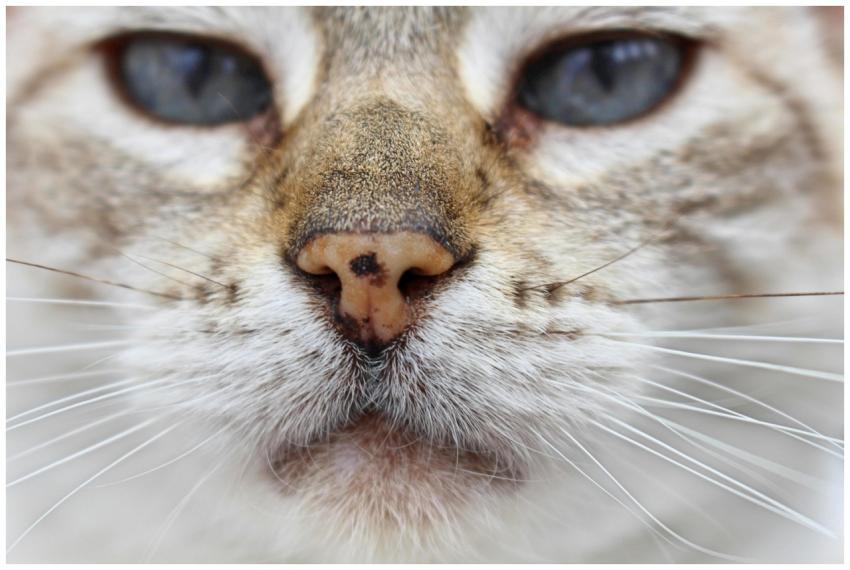 Detailed close-up of a cat's nose and whiskers, sh