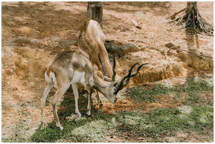 Two Blackbuck antelopes with spiraled horns grazin