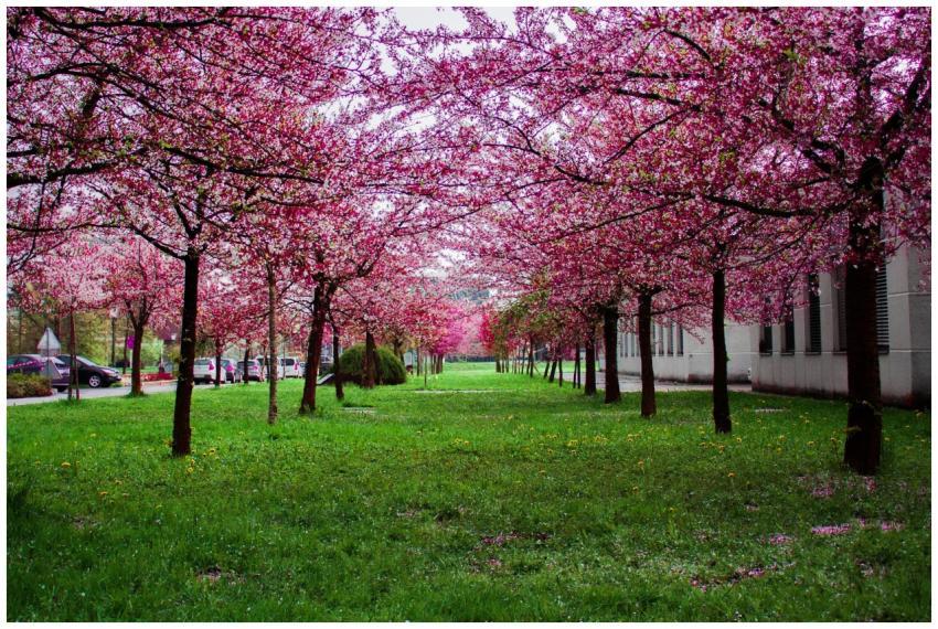 Beautiful cherry blossom trees line a park in spri