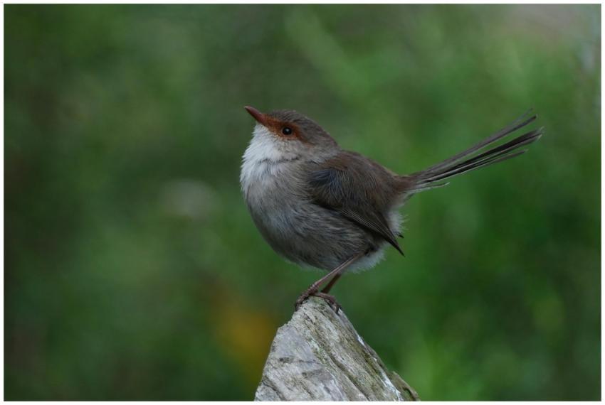 A splendid fairywren perched on a tree branch in W