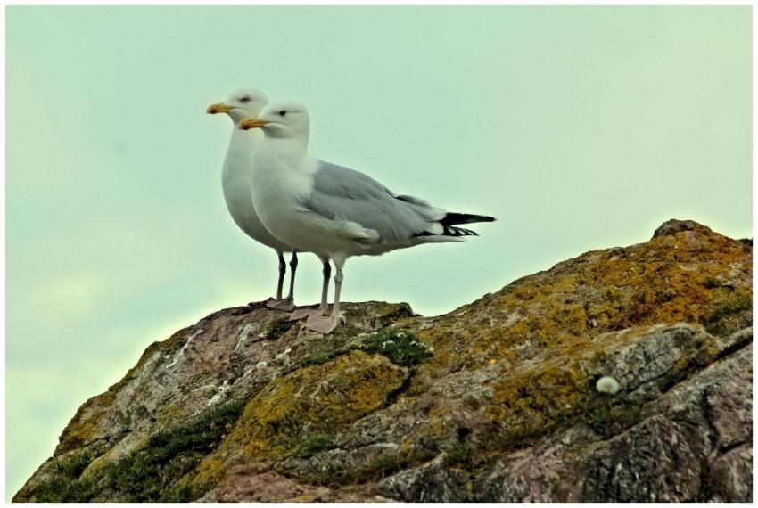 Pair of seagulls perched on a rock with moss and a