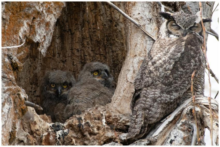 Great Horned Owl and chicks nestled in a tree holl