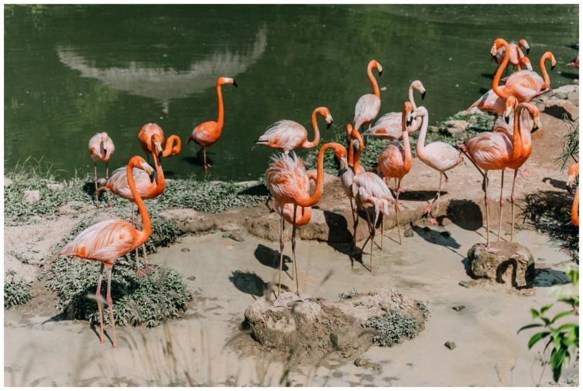 A group of bright pink flamingos standing beside a