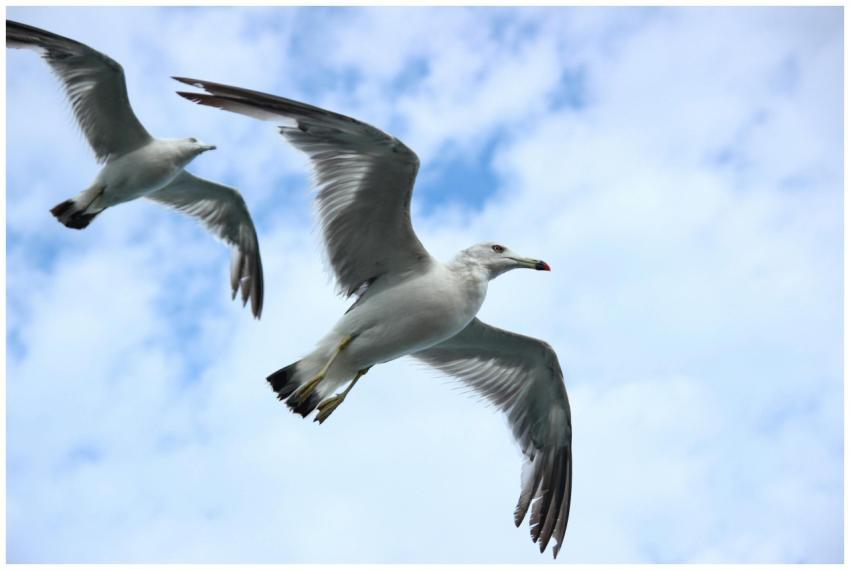 Two seagulls soar gracefully against a clear blue