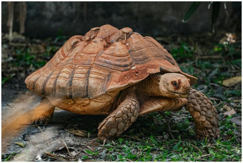 Close-up of a Sulcata Tortoise walking outdoors in