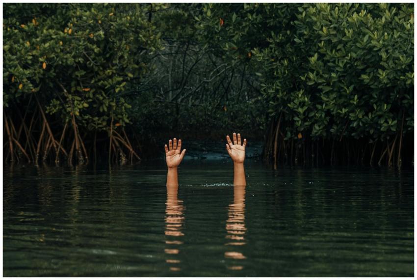 Mysterious hands rise from lush mangrove water, ev
