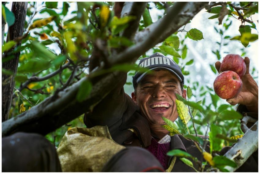 Smiling man harvesting apples in an orchard in Ind