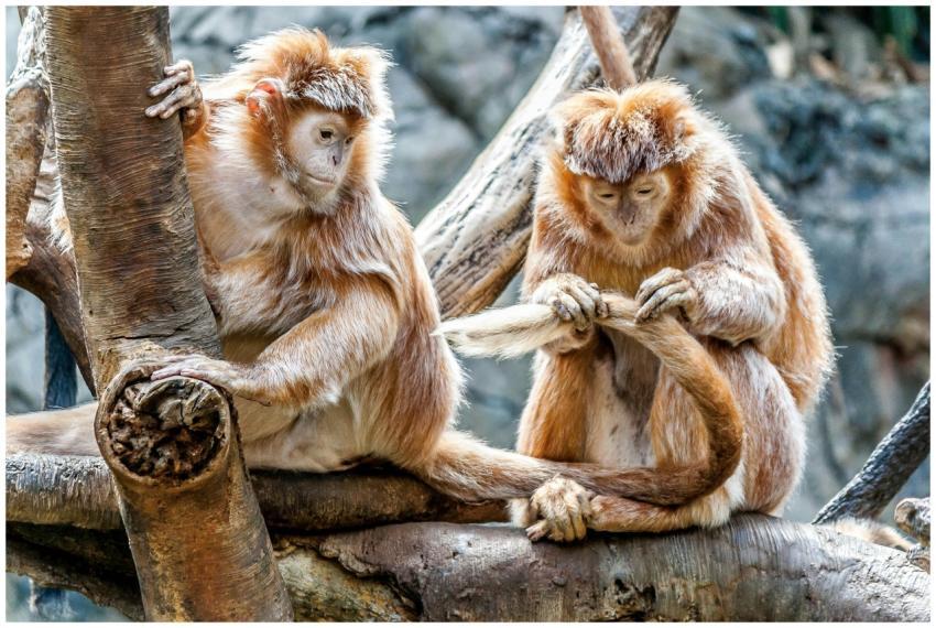 Two playful monkeys interacting on tree branches,
