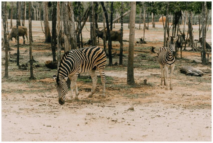 Zebras grazing in a natural safari habitat surroun