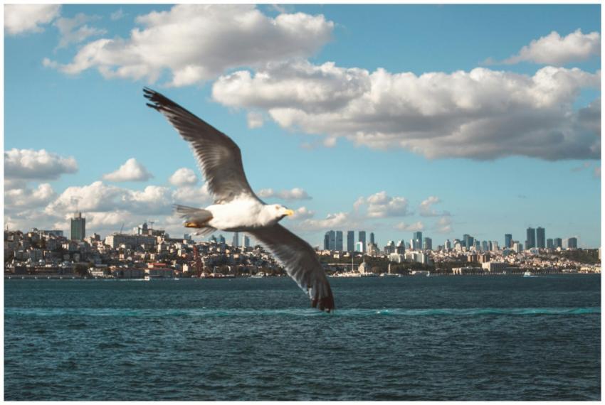 A seagull flying over the Bosphorus, with the Ista