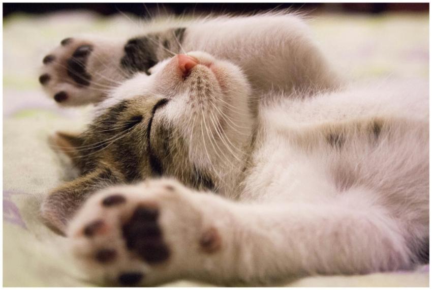 A close-up shot of a cute kitten sleeping peaceful