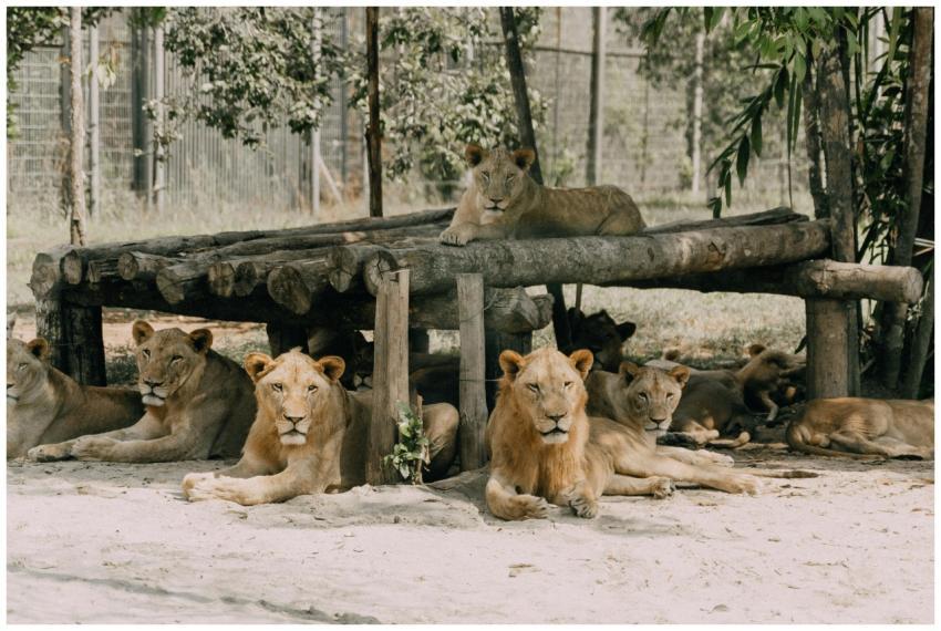 A group of lions relaxing in a shaded area at a zo