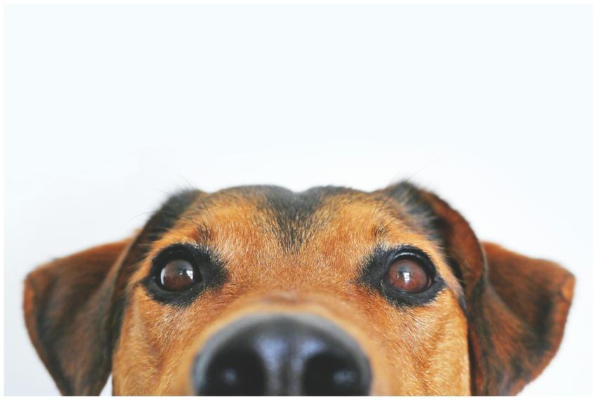Adorable close-up of a brown dog's face with a cur