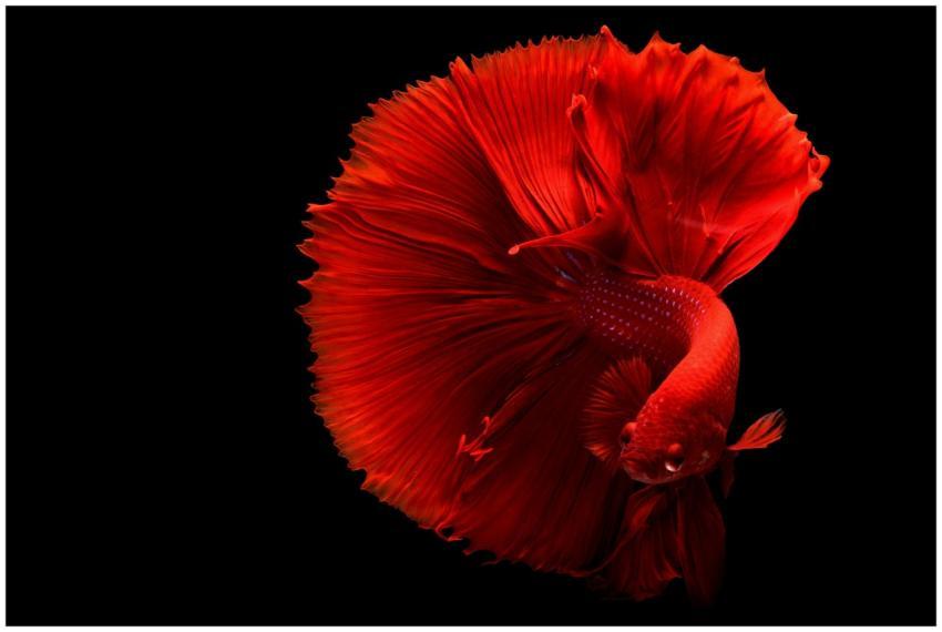 A stunning red Betta fish captured gracefully agai