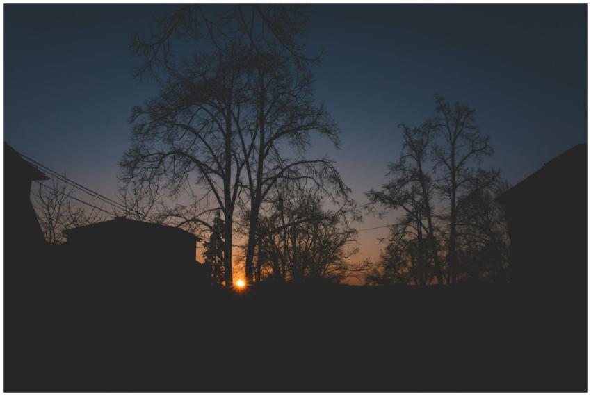 Beautiful silhouette of trees and buildings at sun