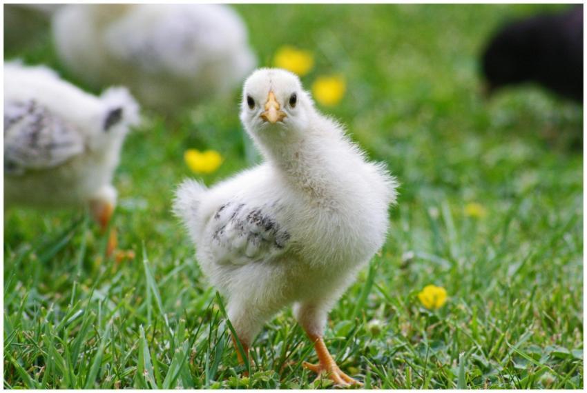 Close-up of a fluffy chick exploring grass, perfec