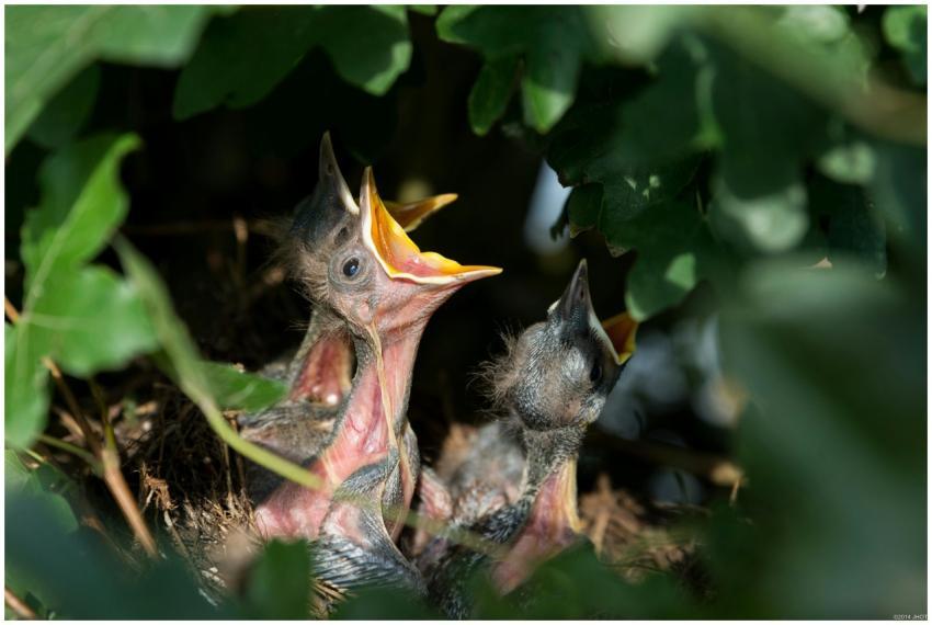 Close-up of baby birds eagerly waiting for food in