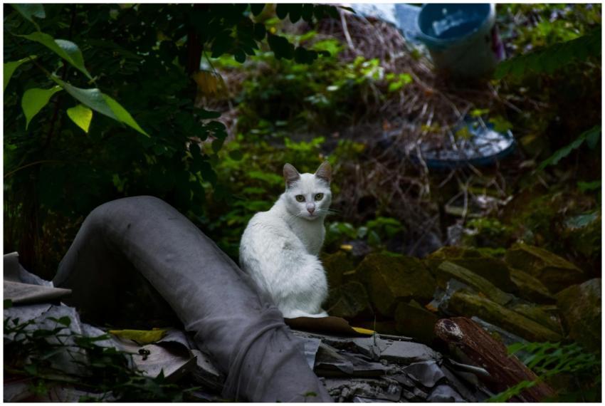 A serene white cat sits in a lush forest, surround