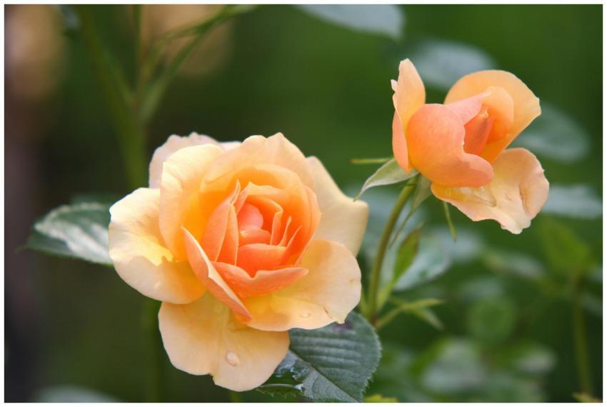 Beautiful orange roses in full bloom with delicate