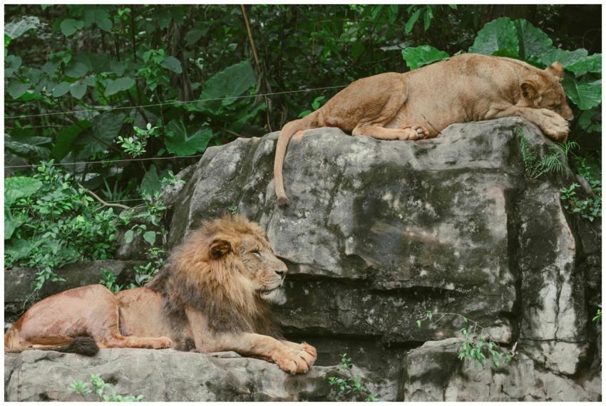 Two lions resting on large rocks surrounded by gre