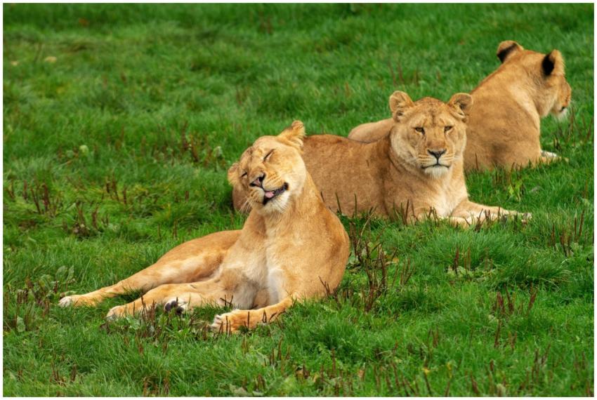 Three lionesses lounging in a grassy field, showca
