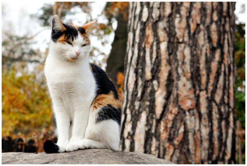 A calico cat sitting on a rock in a beautiful autu