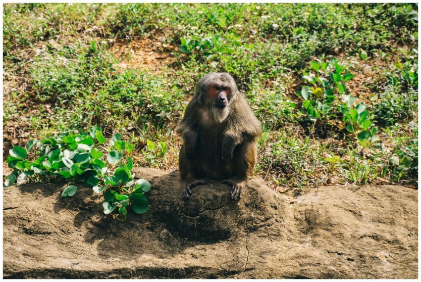 A solitary baboon sits on a rock surrounded by lus