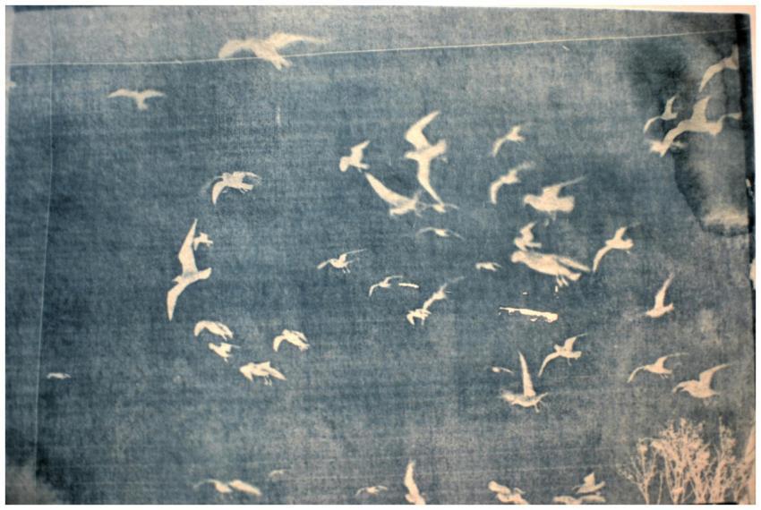 Artistic cyanotype of birds soaring in the sky. A