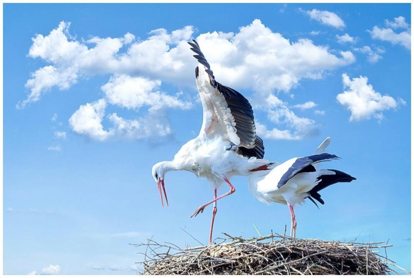 A pair of storks nesting with wings spread under a