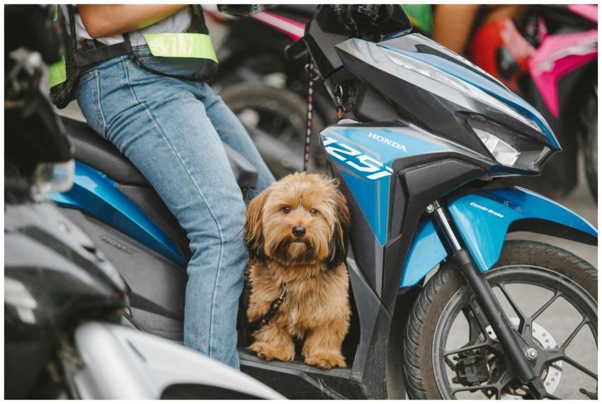 Adorable dog sitting on a blue motorcycle beside i
