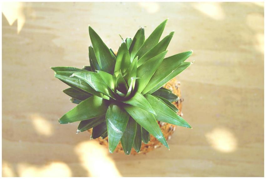 Aerial shot of pineapple top showing vibrant green