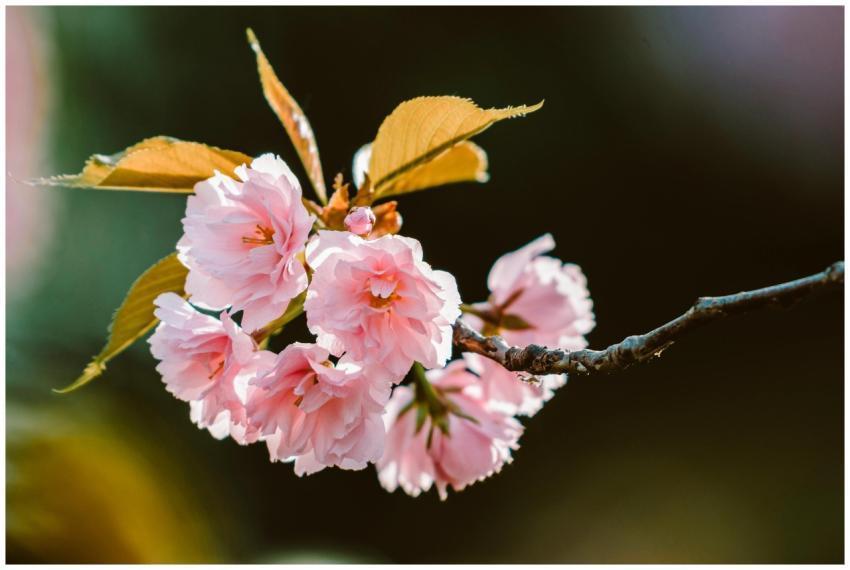 Close-up of delicate pink cherry blossoms on a twi