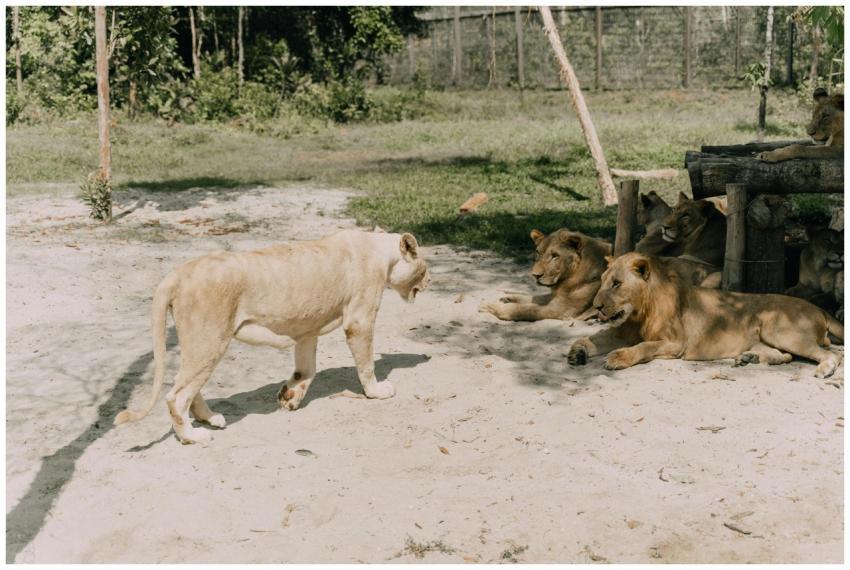 A group of lions lounging in a sunlit outdoor encl