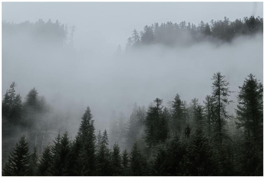 A serene misty forest with evergreen trees shroude