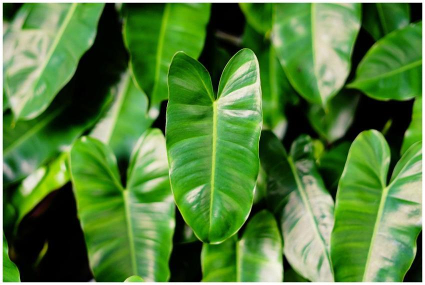 Close-up of lush philodendron leaves showcasing vi