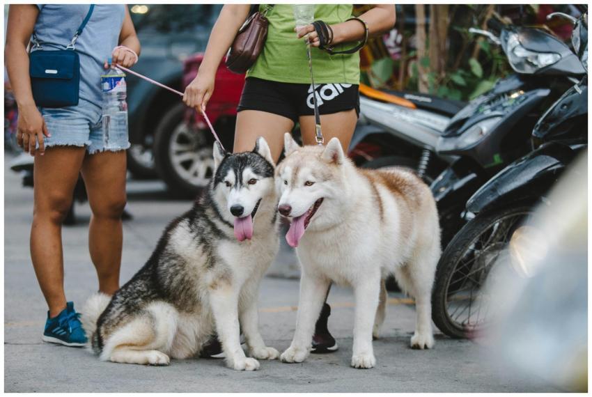 Two Siberian Huskies on leashes with owners in an