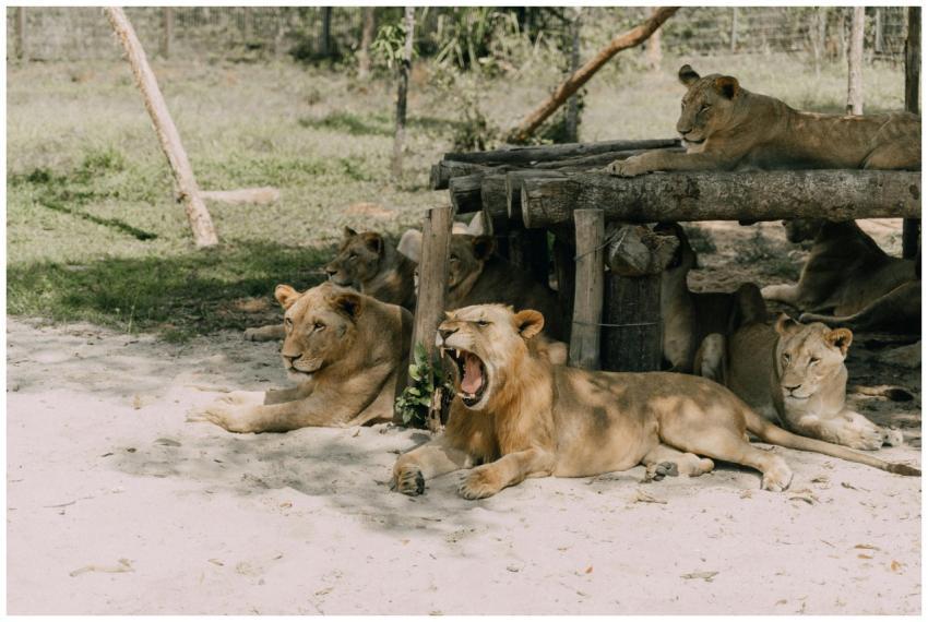 A group of lions relaxing under a wooden shelter a