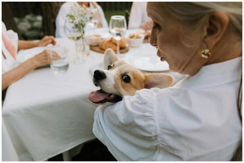 A senior woman lovingly holds her happy corgi duri