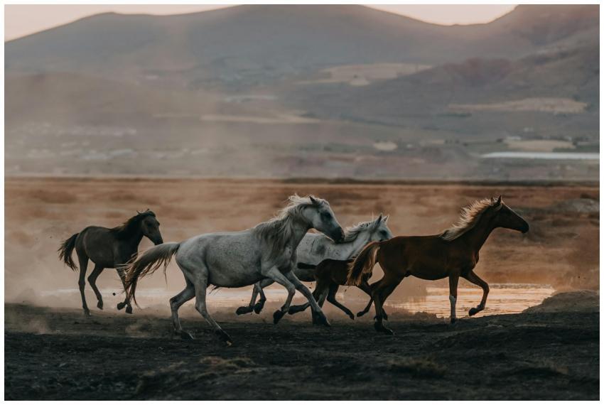 A herd of wild horses running energetically across