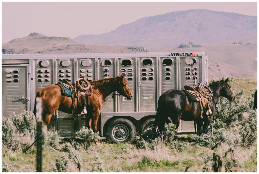 Two saddled horses beside a livestock trailer in a