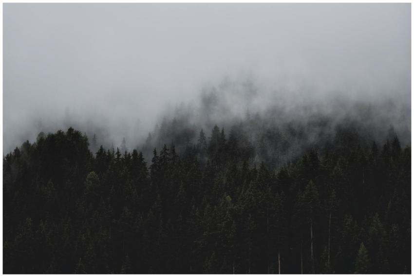 A moody, foggy forest scene capturing the essence