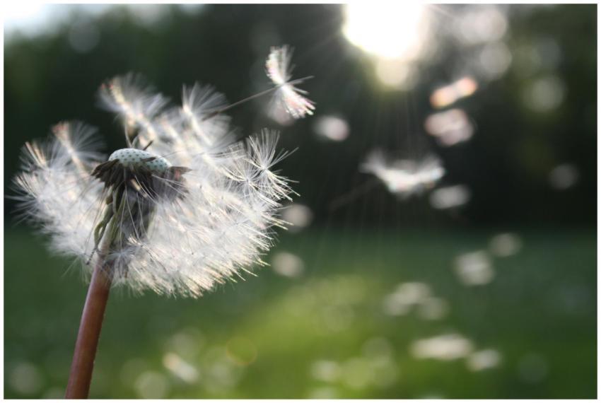 Close-up of dandelion seeds dispersing in the wind